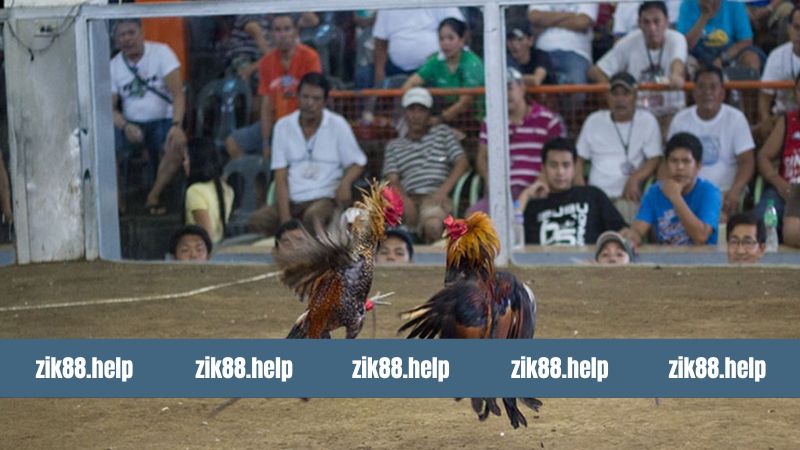 Đá Gà Cựa Dao - Cơ Hội Thắng Lớn Từ Những Trận Đấu Tại Zik88 9 Đá Gà Cựa Dao - Cơ Hội Thắng Lớn Từ Những Trận Đấu Tại Zik88