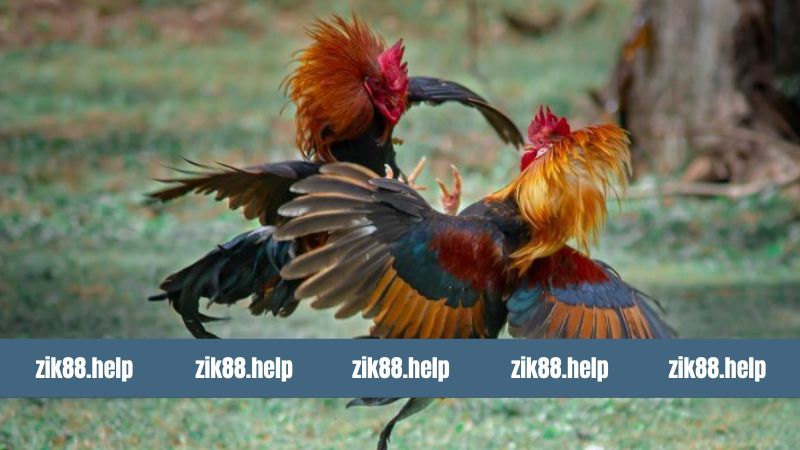 Đá Gà Cựa Dao - Cơ Hội Thắng Lớn Từ Những Trận Đấu Tại Zik88 4 Kinh nghiệm tham gia chọi kê cựa dao đỉnh cao nhất
