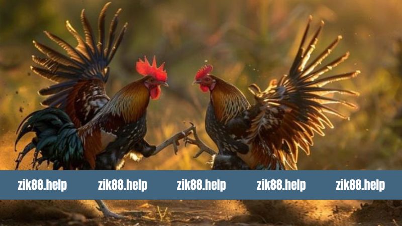 Quy định cơ bản cần nắm trong đá gà C3 