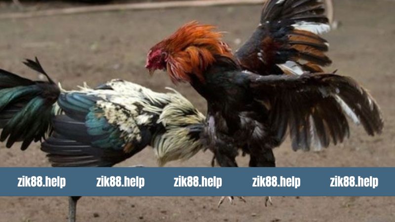 Đá Gà Cựa Dao - Cơ Hội Thắng Lớn Từ Những Trận Đấu Tại Zik88 3 Luật chơi đá gà cựa dao chi tiết danh cho newbie