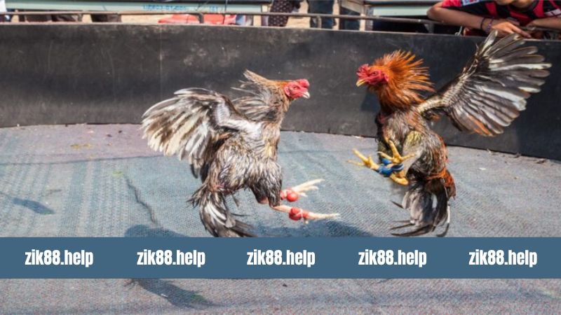 Đá Gà Cựa Dao - Cơ Hội Thắng Lớn Từ Những Trận Đấu Tại Zik88 2 Sơ lược về chọi kê cựa dao kịch tính
