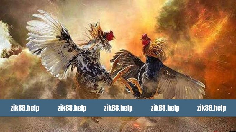 Ưu điểm thu hút nhiều thành viên tham gia đá gà 